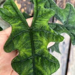 Alocasia Jacklyn Plant