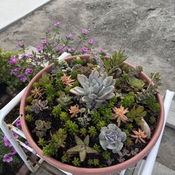 XL Modern Succulent Arrangement 