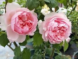 Monique Darve Rose Plant