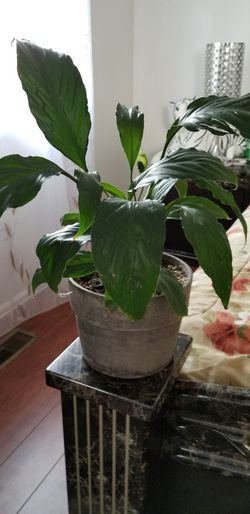 White Premium Sympathy Peace Lily - Indoor Plants House