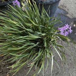 Planta De Ajo 🧄 