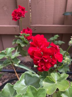Red Zonal Geranium Pelargonium Flower Plants in 1 Qt Pots