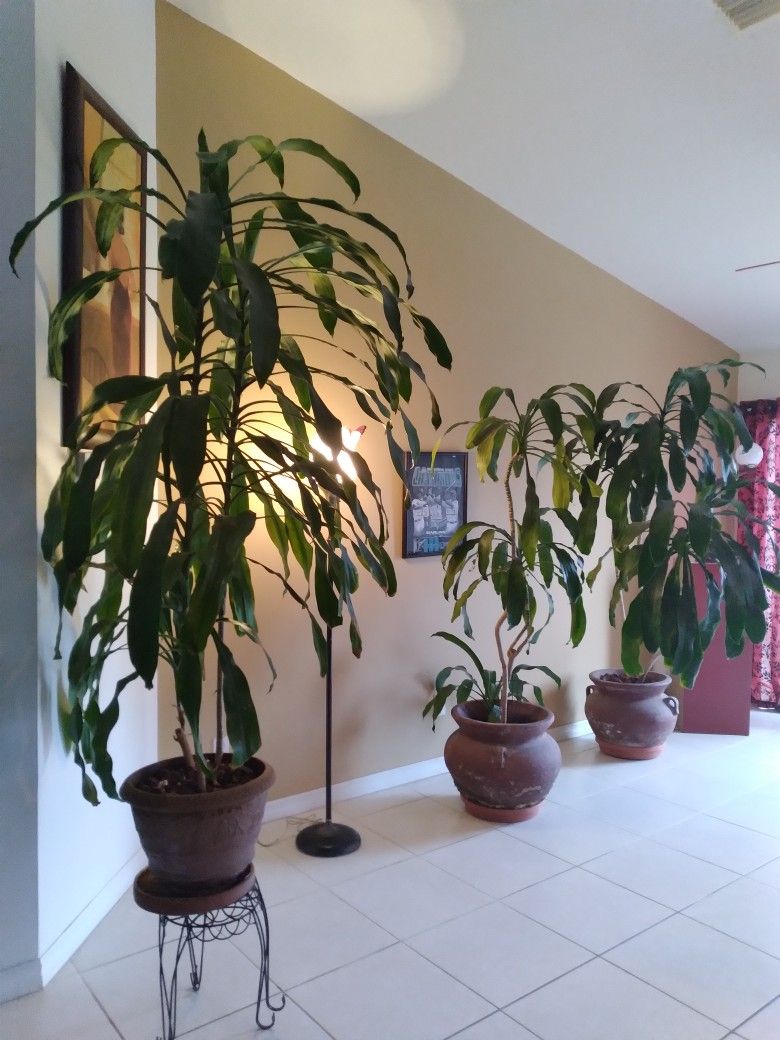 3 House Plants 