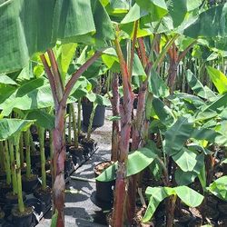 Cuban Red/dacca Bananas 🍌 😋 