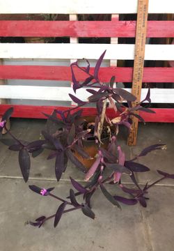 Purple succulent Tradescantia pallida 'Purple Heart'