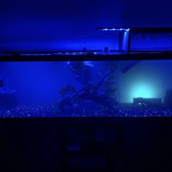125 Gallon Fish Tank, Stand, Fx4 Filter System, Turtle Stand