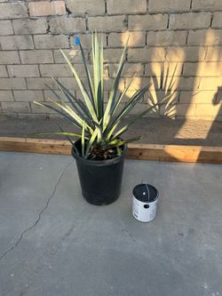 Blue agave
