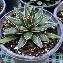 Queen Victoria Reginae 