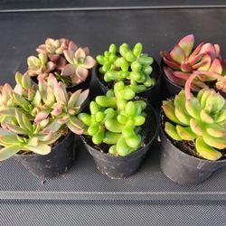 SUCCULENTS $4 EACH. SALE THIS SAturday From Noon Til 3pm
