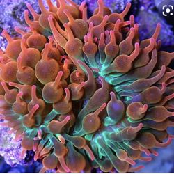 Ultra Orange  Bubble Tip Anomone 