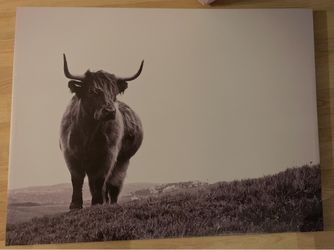 Highland cattle canvas wall decor