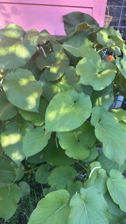 hojas de yerba santa