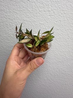 Hoya Lacunosa variegated
