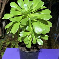 Planta Suculenta decorativa 