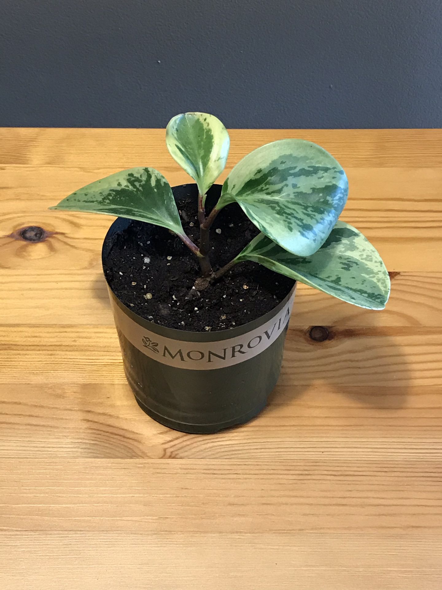House Plant- Peperomia obtusifolia