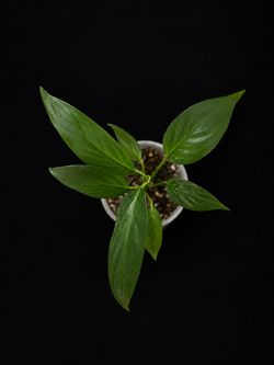 Baby Peace Lily – Healthy Rooted Plant with New Growth