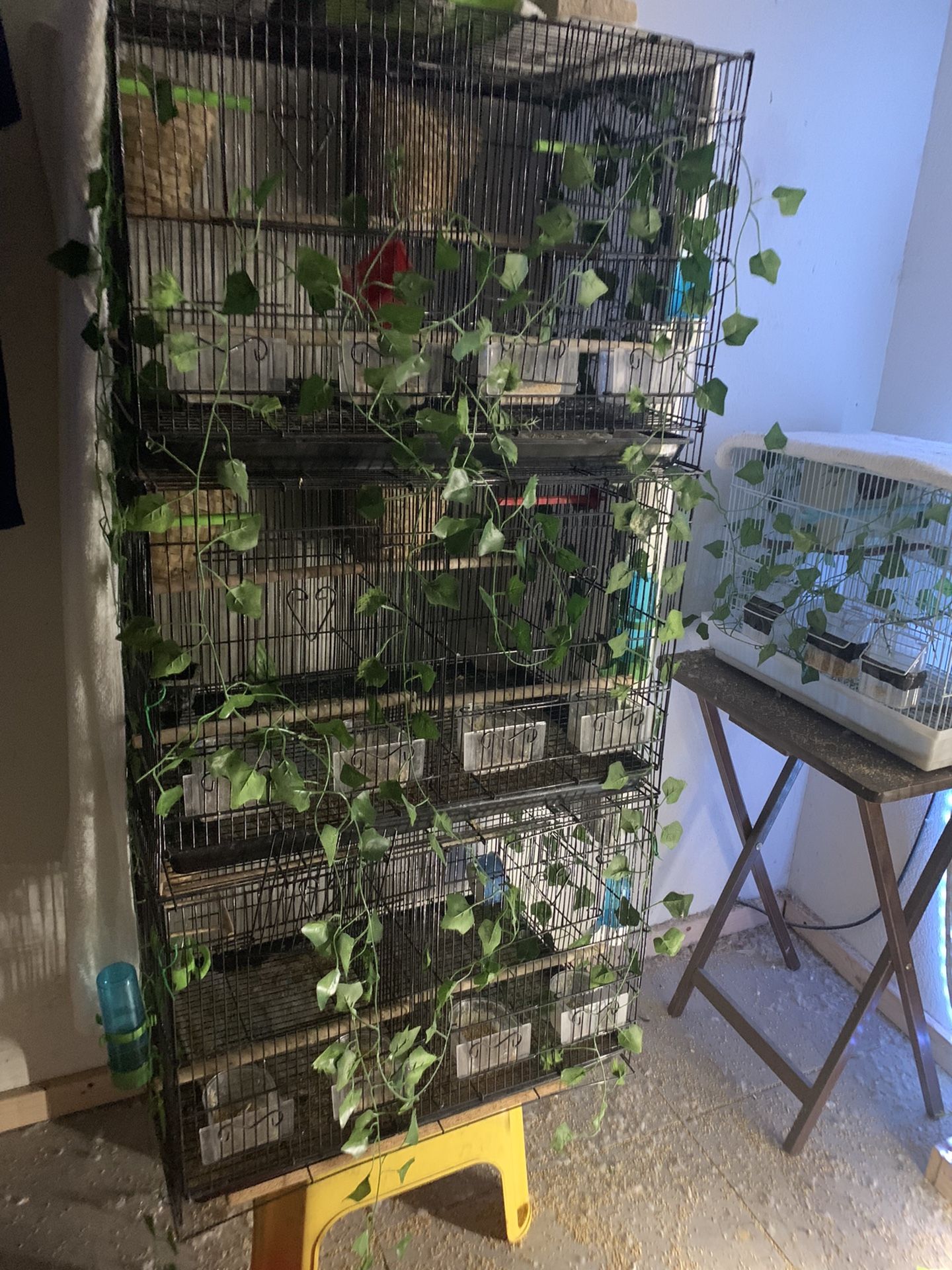 Bird Cages