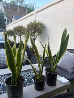 Snake Plants in Nursery Pots – Set of 3