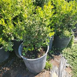 Boxwood