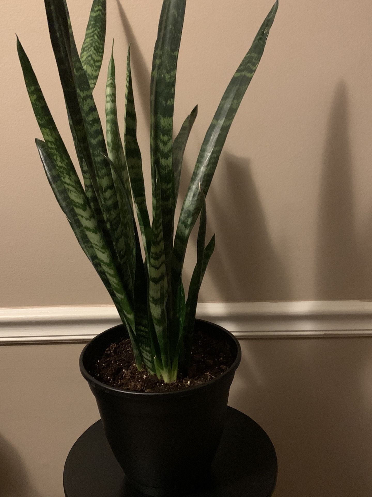 Snake Plant