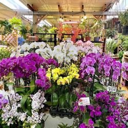 Orchids Hoa Lan Orquídeas
