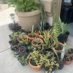 Sale plants