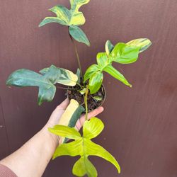 4” philodendron florida beauty 