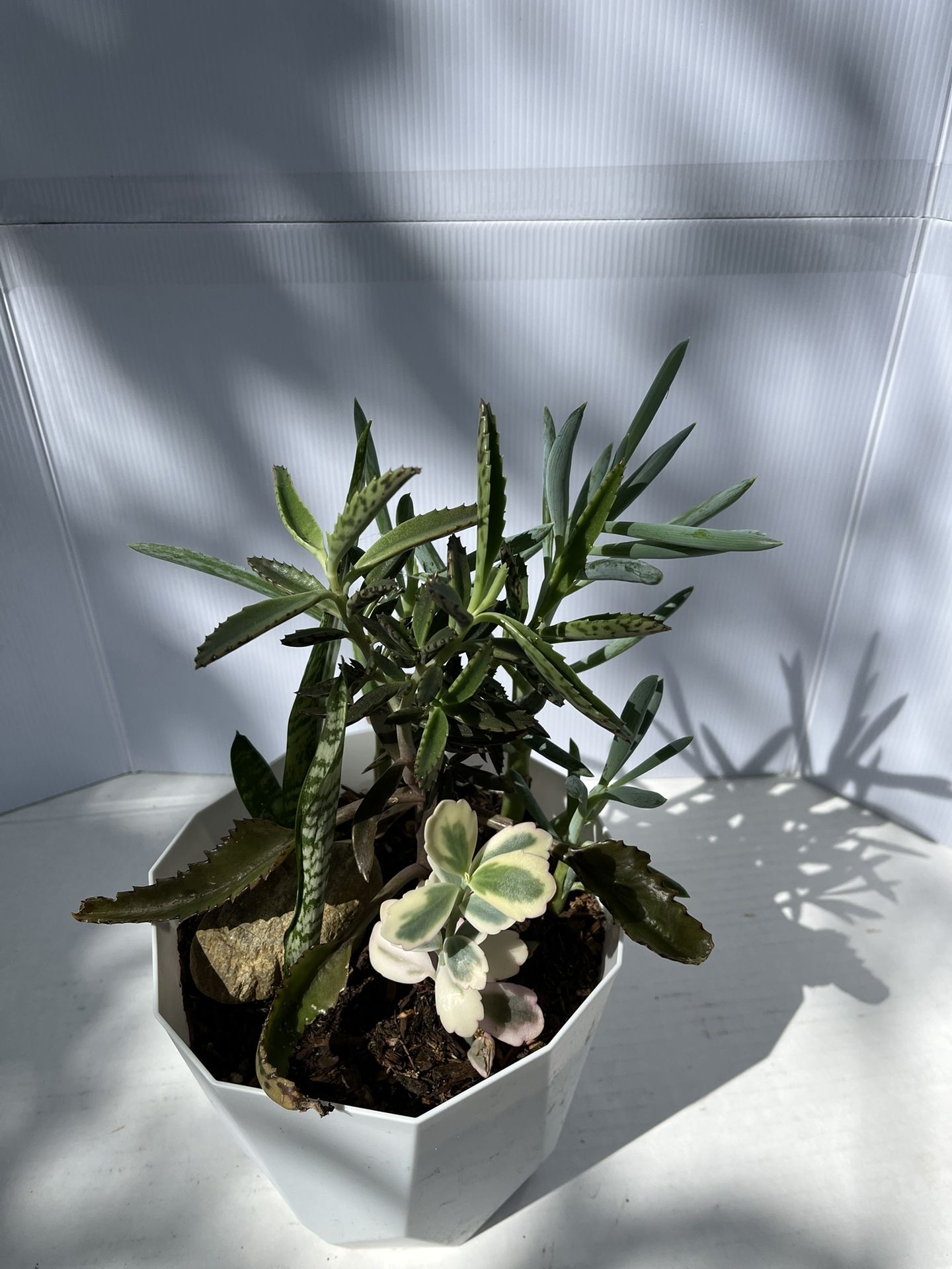 Calanchoe Mix Plants Four Different On One Pot
