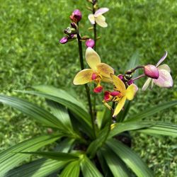 GROUND ORCHIDS ( 3 Gallon Pot) Eye Catching 