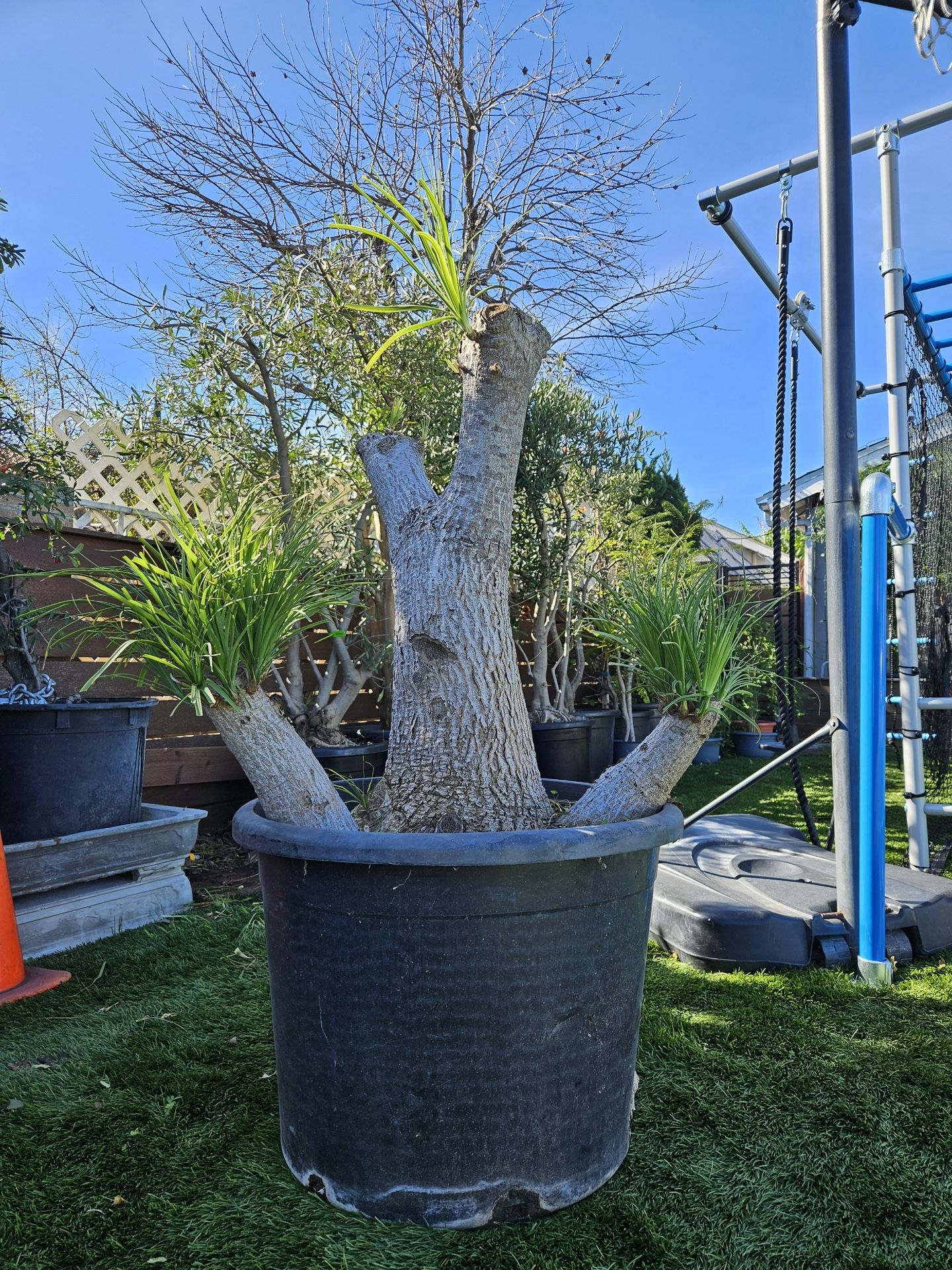Old Ponytail Palm Bonsai Tree ( OUTDOOR and INDOOR PLANT)