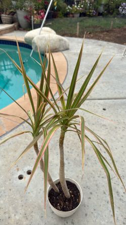Dracaena marginata