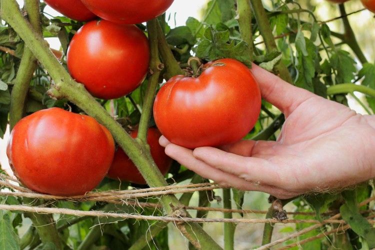 15 Beefsteak Tomato Seeds | Heirloom / Slicing | Non-GMO | 1020