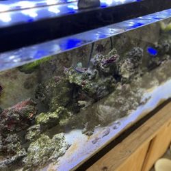 Saltwater aquarium 