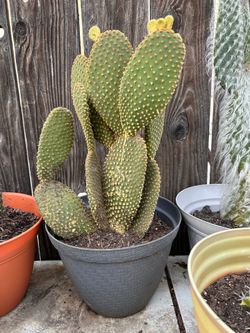 Cactus plant