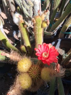 Cactus plant.
