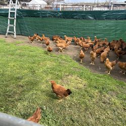 Green Fencing For Sale