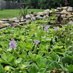 Pond Plants, Water Hyacinth & Water Lettuce 