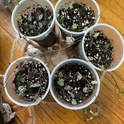 String Of Hearts houseplants 