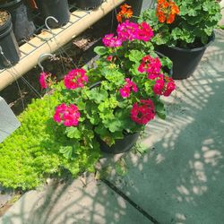 Geranios 1gallon 1ft Tall 