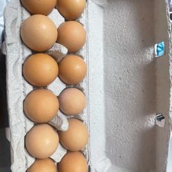 Fresh organic Eggs 🥚 