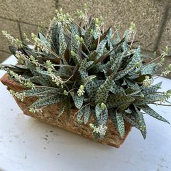 Succulent in terracotta pot