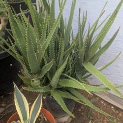 Free Zebra Aloe 5 Gallon 