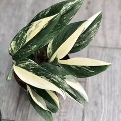 Rare Aroid Monstera  Standleyana Albo Variegated Plant/ House Plant/ Indoor Plant Flower Patio Garden 