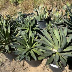 Agave pot 