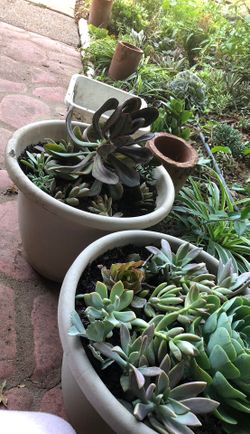 Succulent in 5 gallon pot