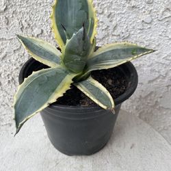6 Inch Pot of Succulent Plant - Agave Americana Variegated - Rooted & Established - Drought Resistant - 🪴