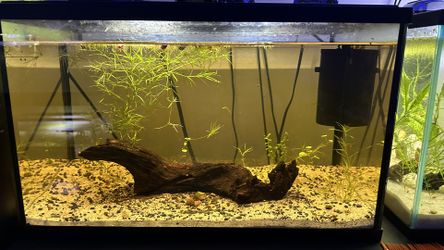 Fish tank scape