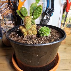 Succulents/Cacti Plants