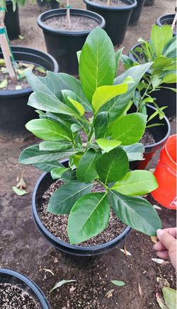 Jackfruit trees grafted .