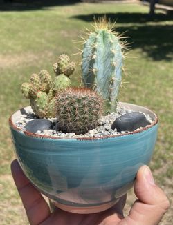 Cactus and Succulent Ceramic Bowls available in COVINA 
